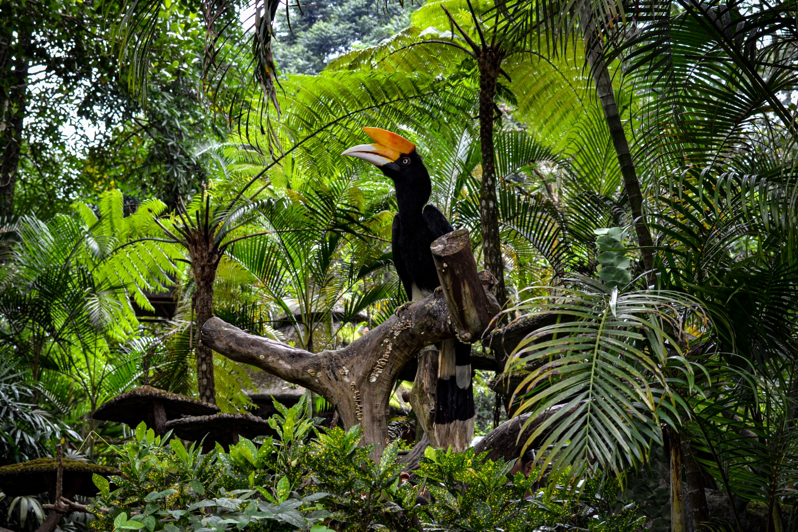 Hornbills