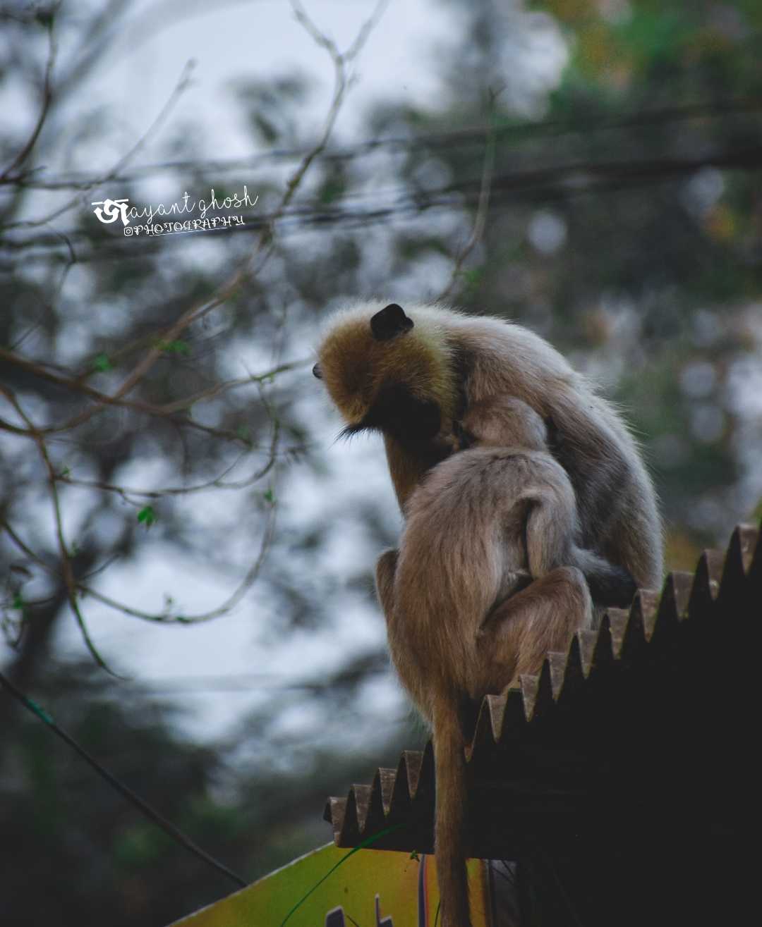 Mother's love 
