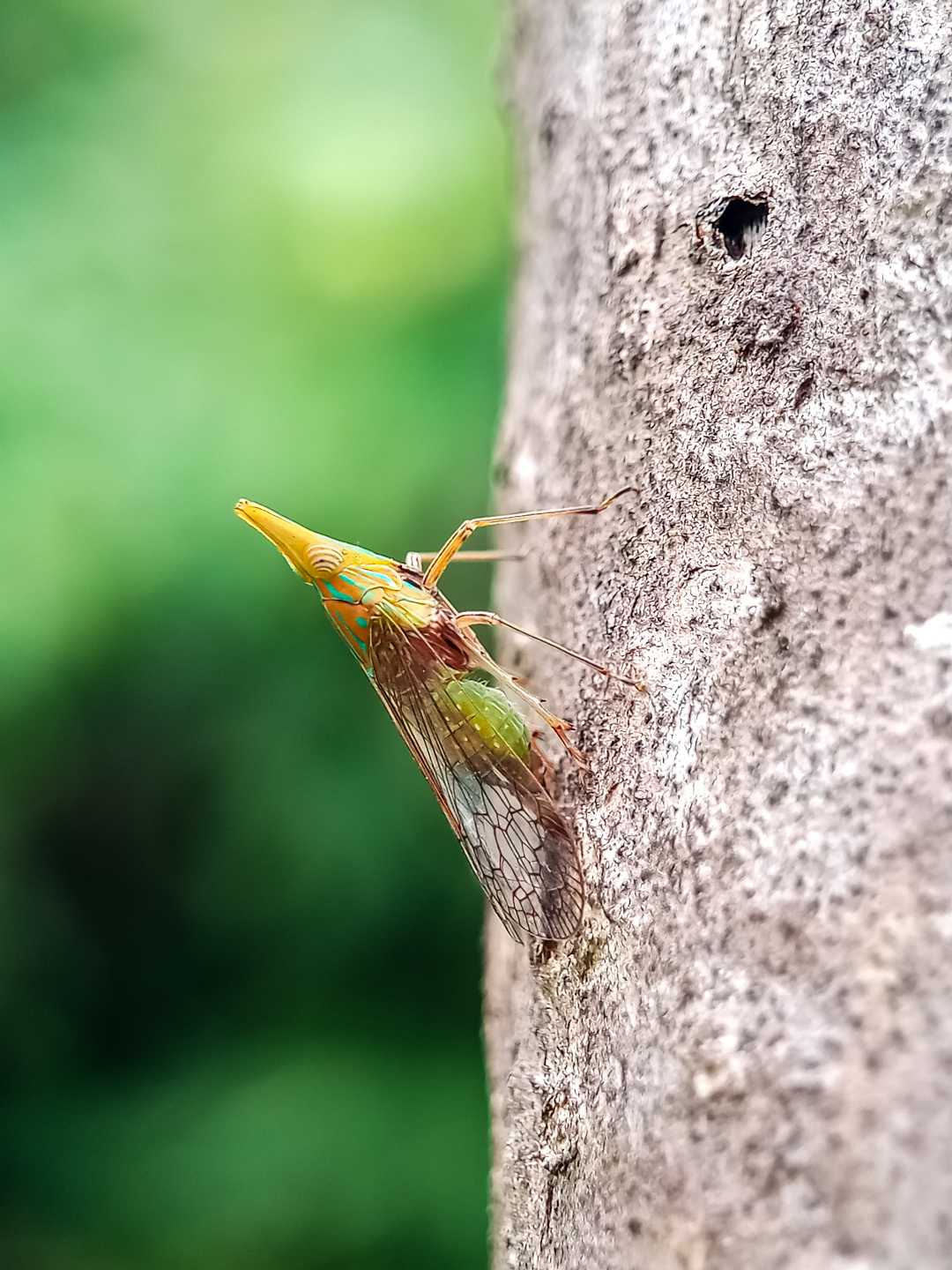 Dictyophara