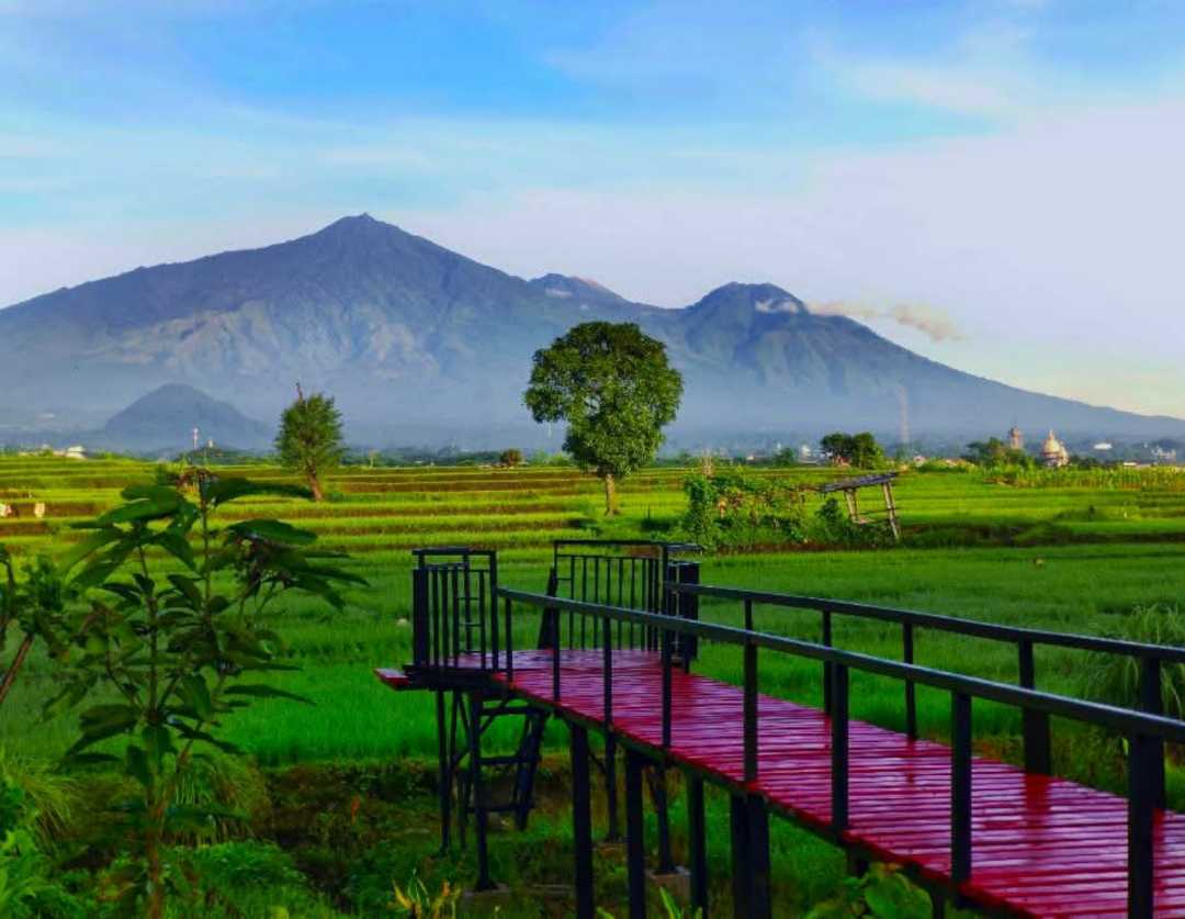 Sawah