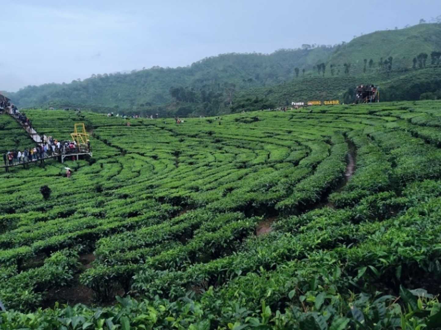 PESONA KEBUN TEH GUNUNG GAMBIR