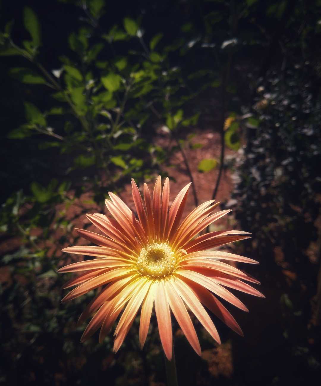 Smile like a sunshine 🌼