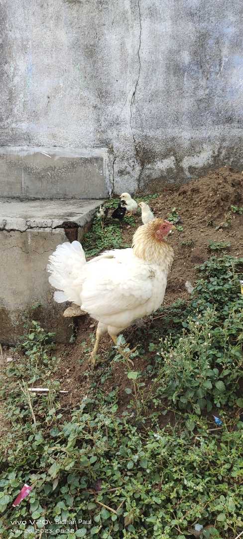Deshi Murgi