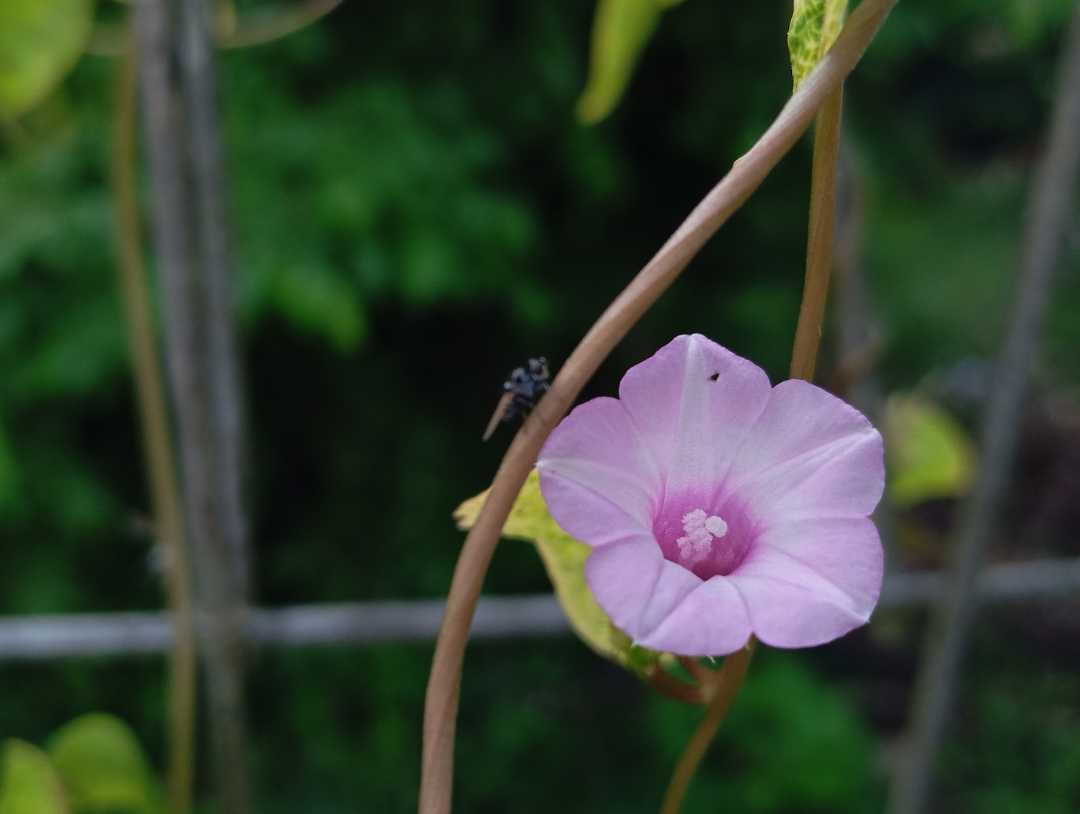 Ipomoea triloba