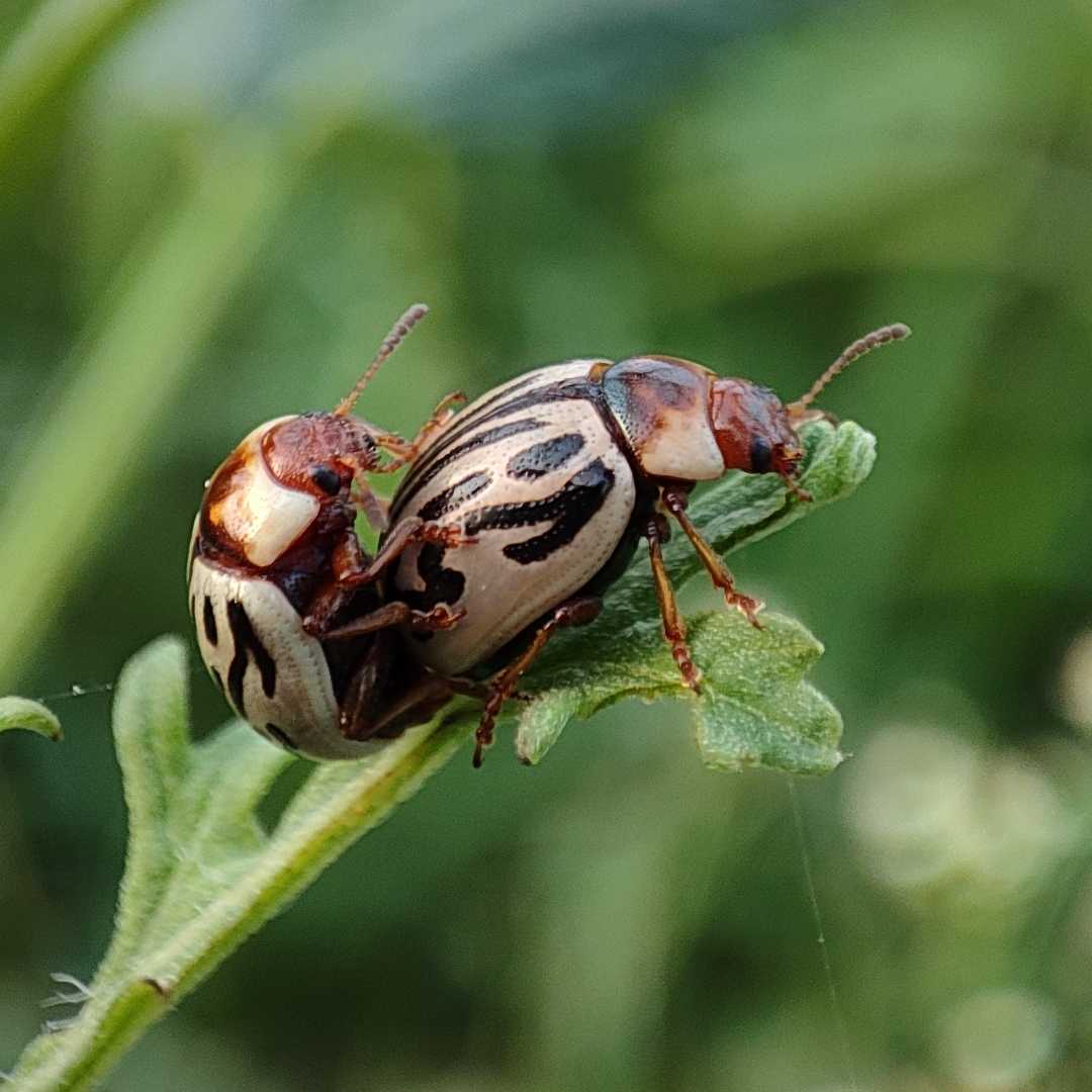 macro photography 📲