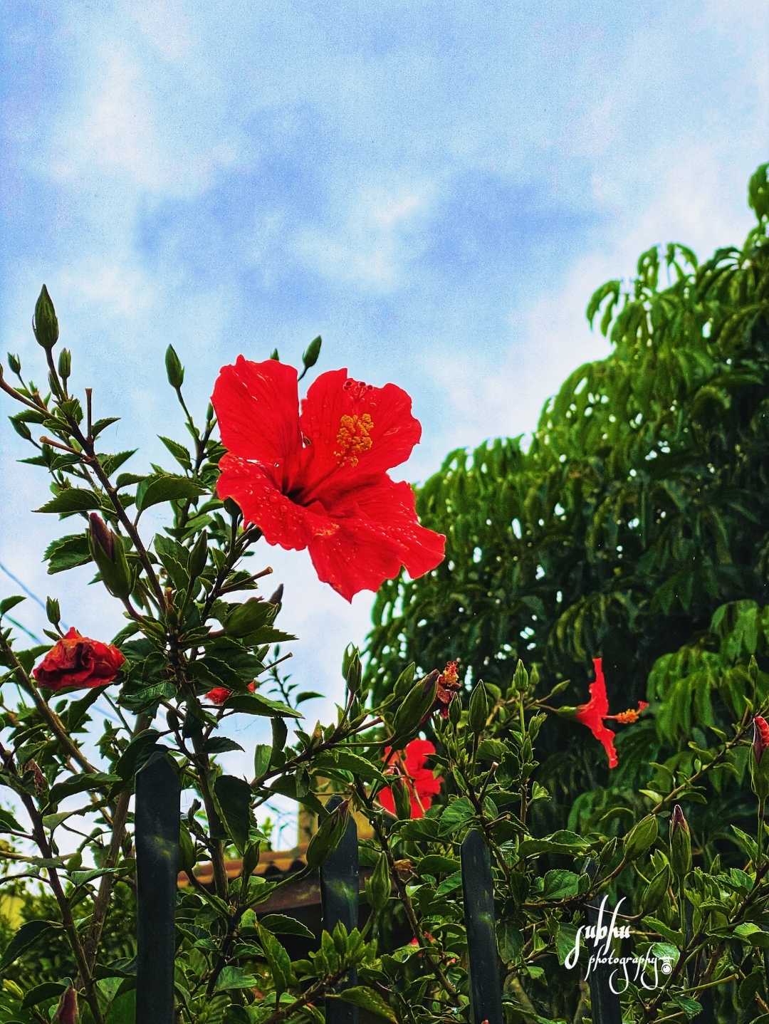 Red hibiscus 🌺