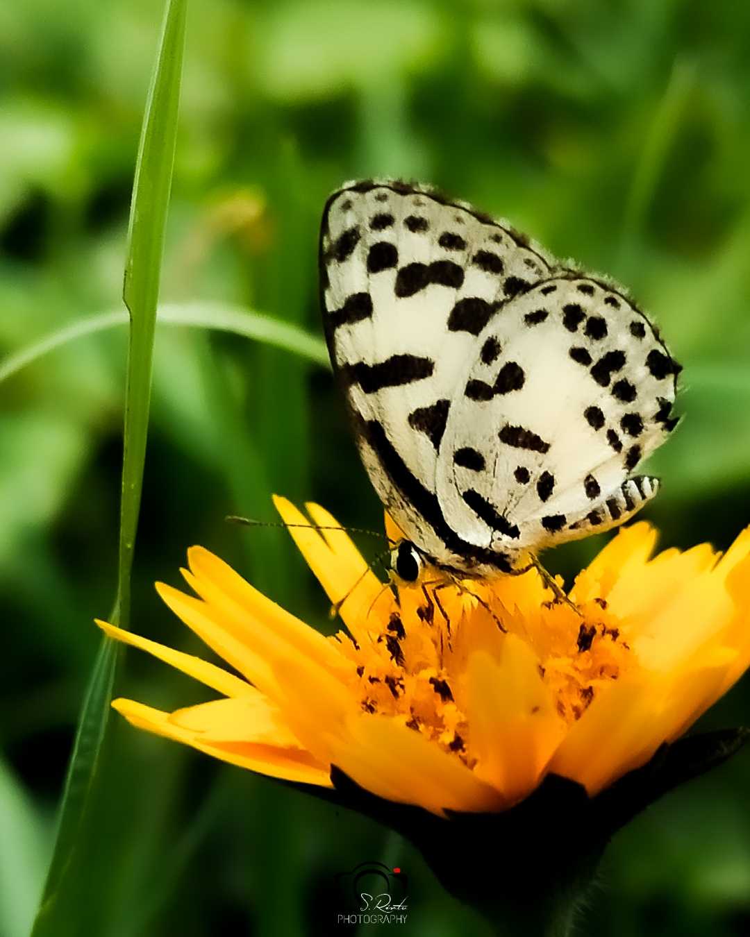 beauty 