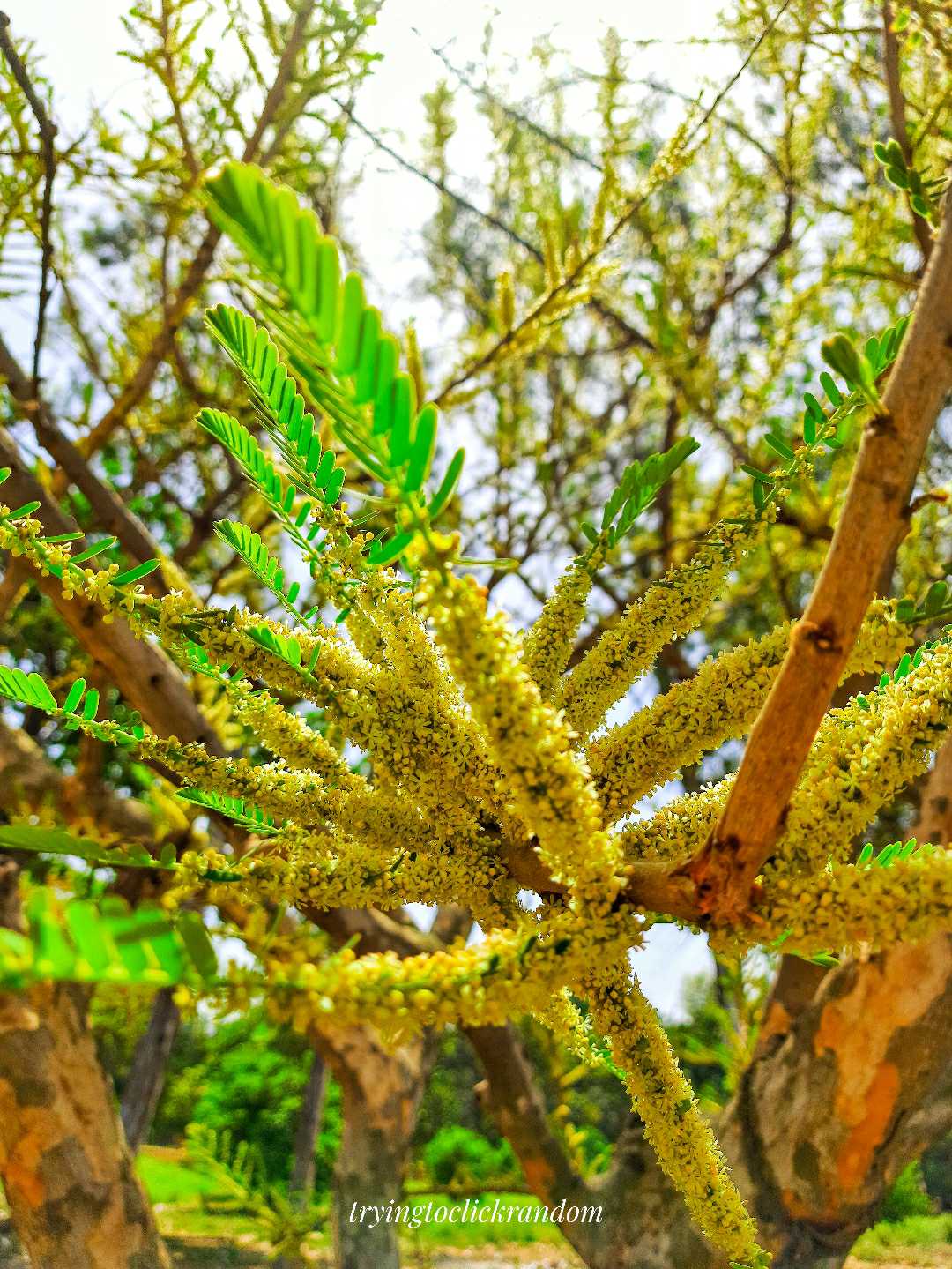 nature click