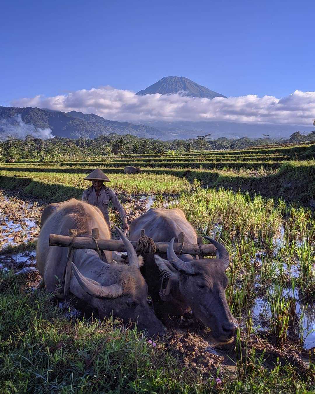 Membajak Sawah