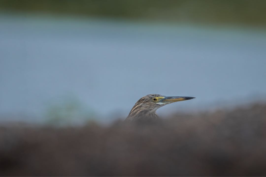 heron 