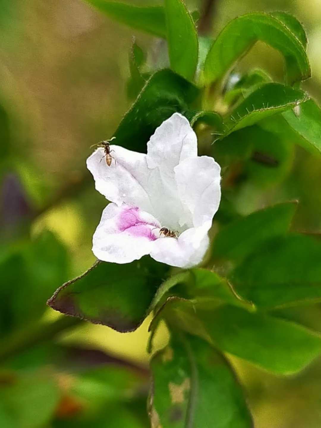 Ruellia repens