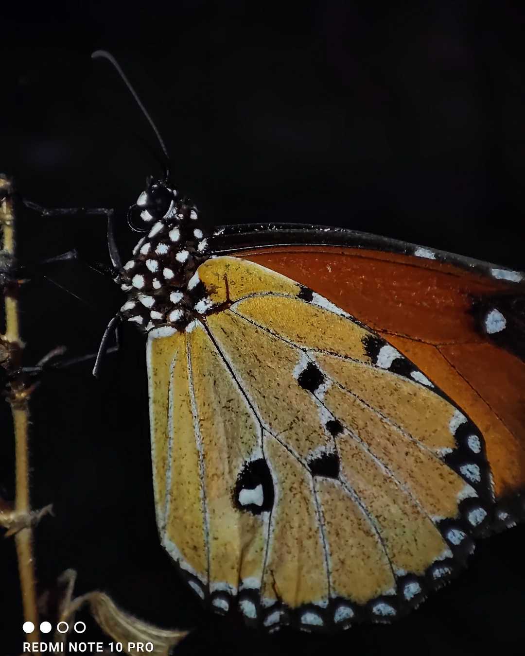 Danaus