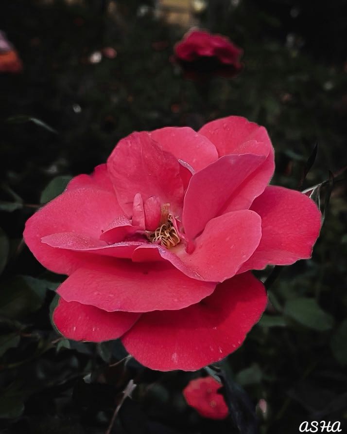 Beautiful rose🩷