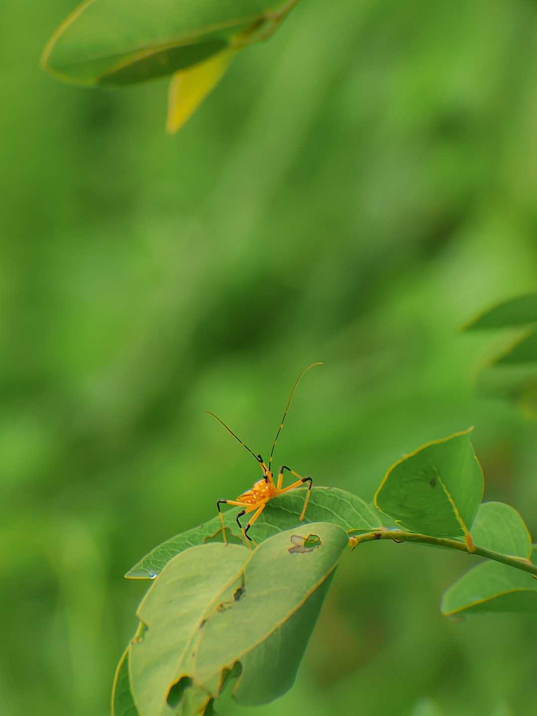 Macro Insect.
