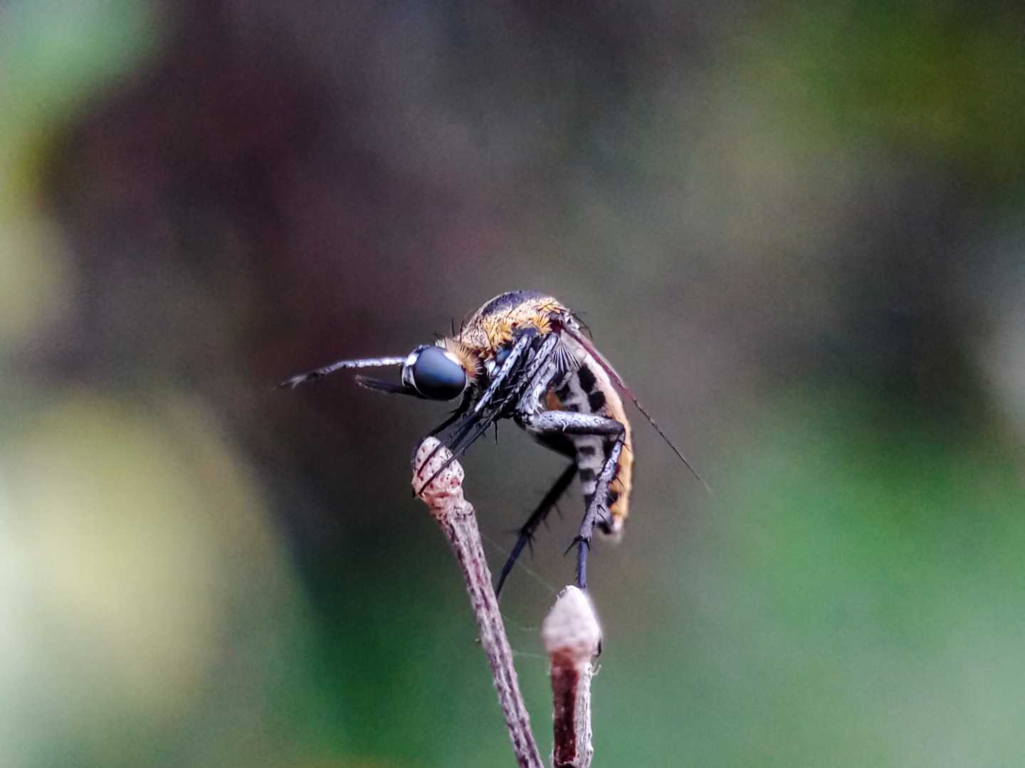 Toxophora