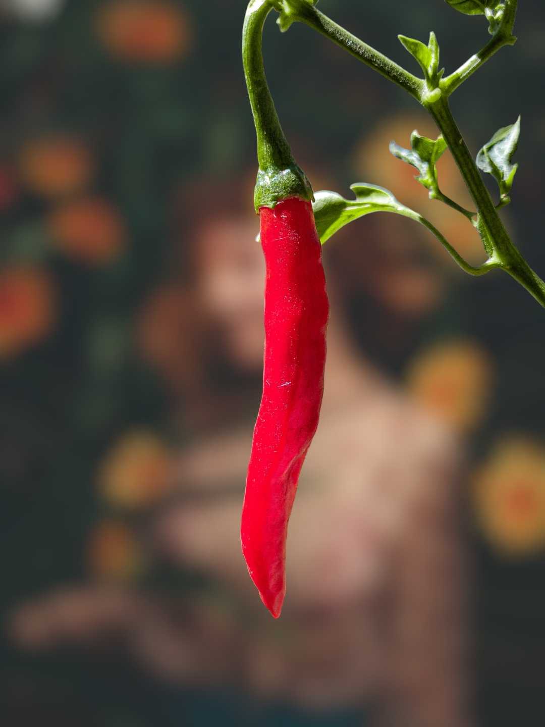 Chilli 🌶️