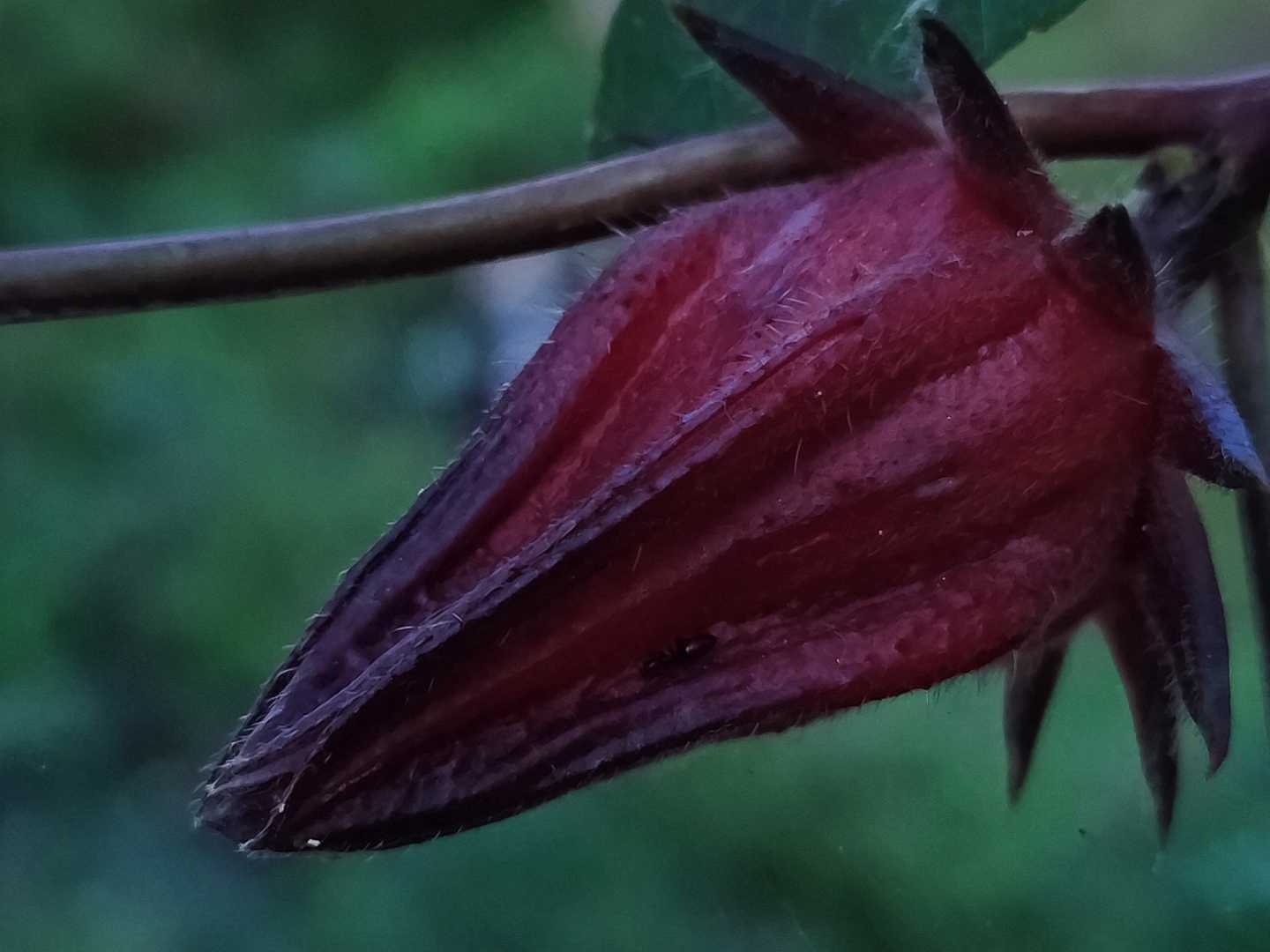 Bunga Rosela