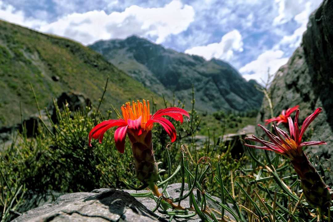Flor del volcan,san José;