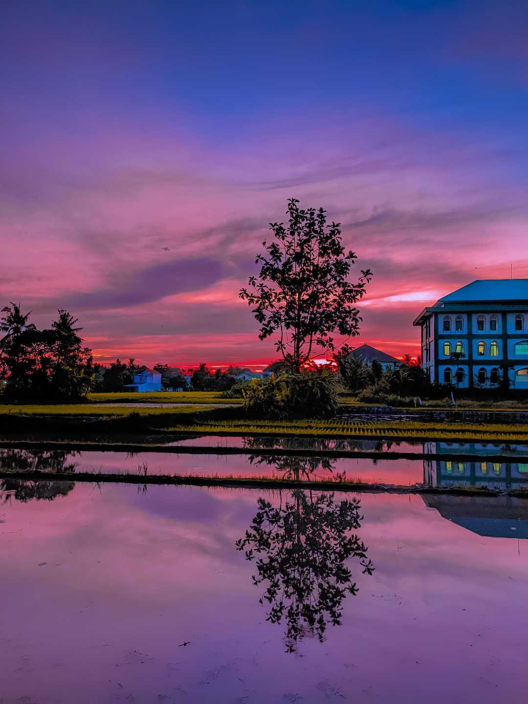 menikmati senja dipinggir sawah 