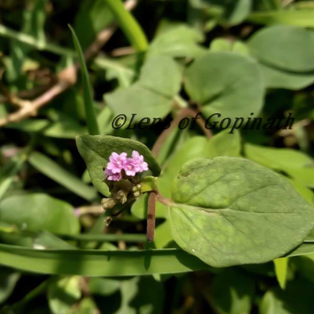 micro lens
