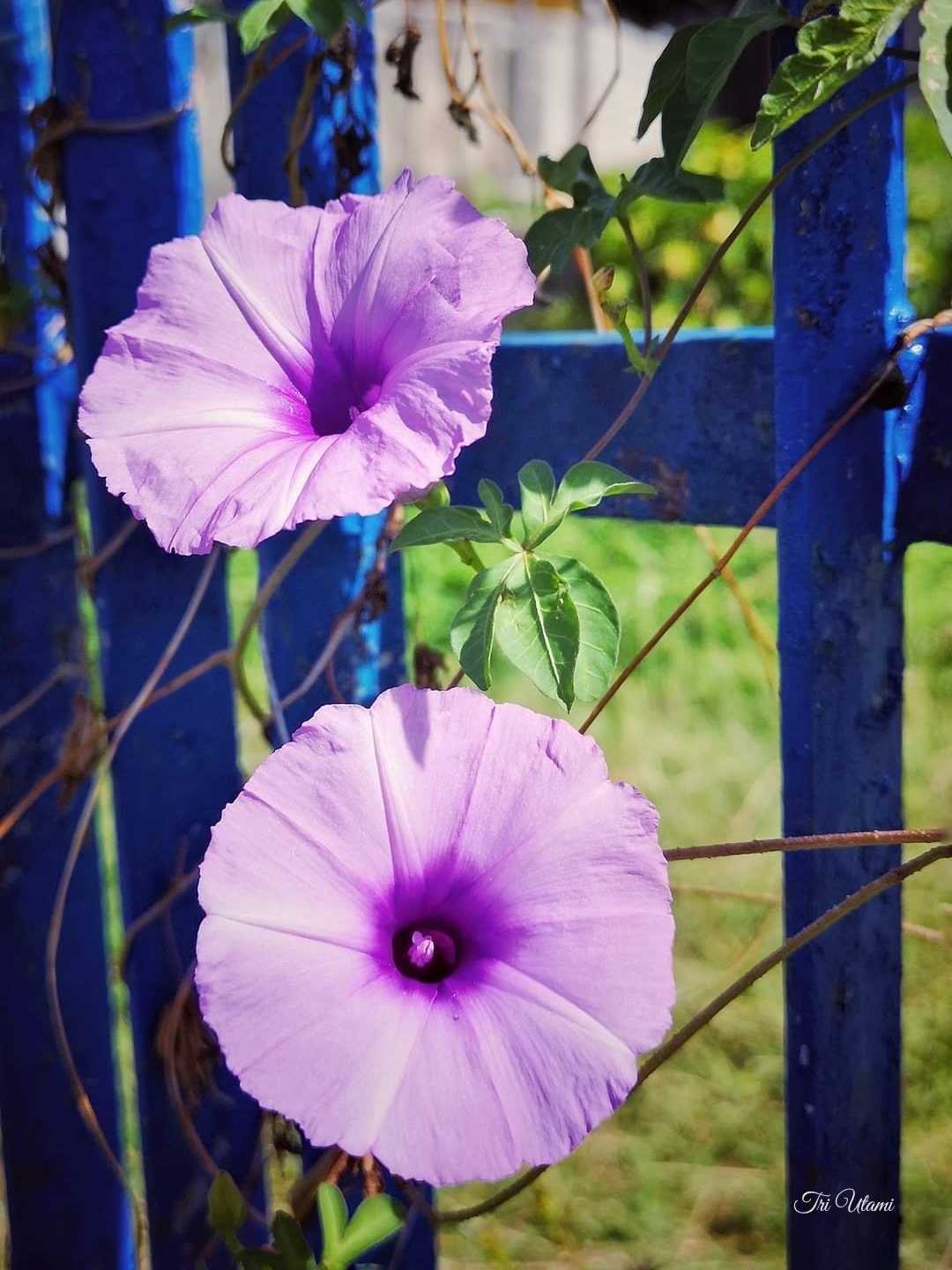 Morning glory 