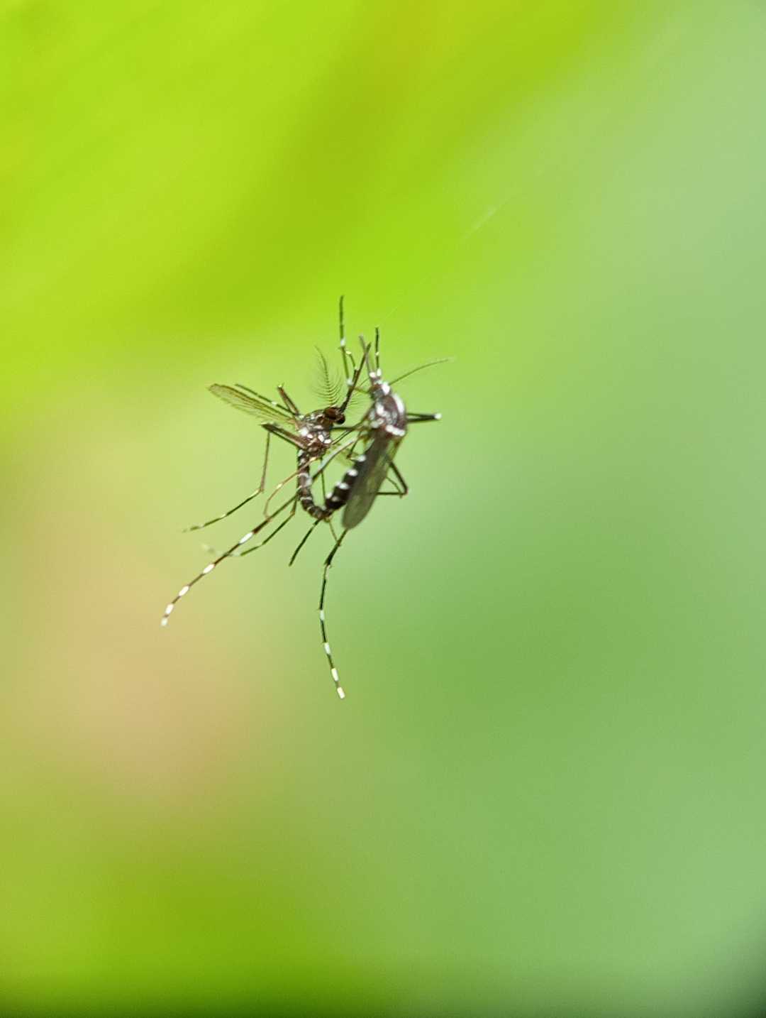 Aedes Albopictus