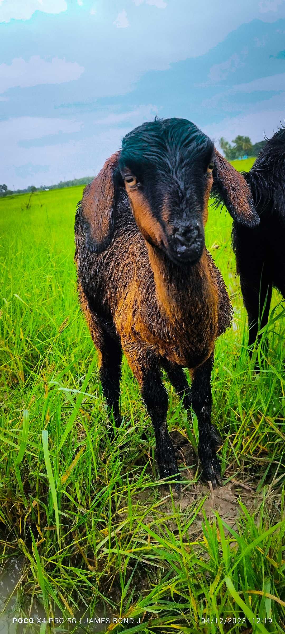 Goat 🐐