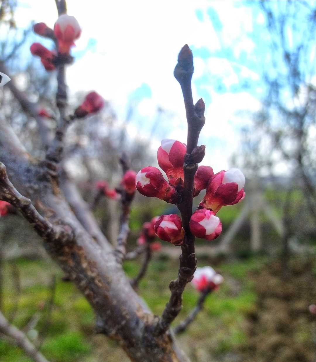 tomurcuk 🌸
