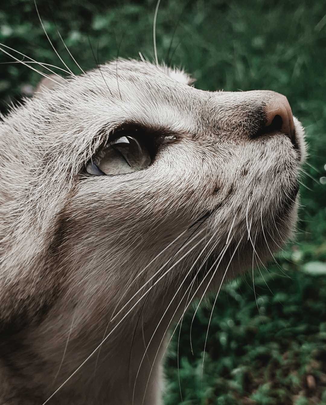 Pet