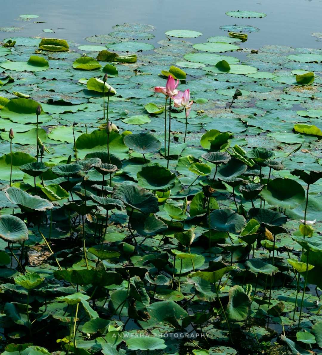 LOTUS❤