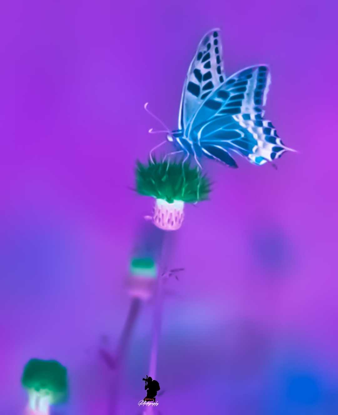 papilio machaon