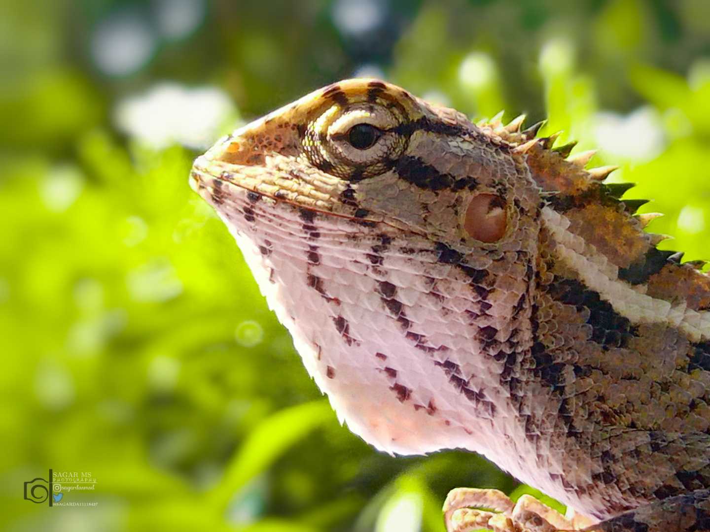 the chameleon 