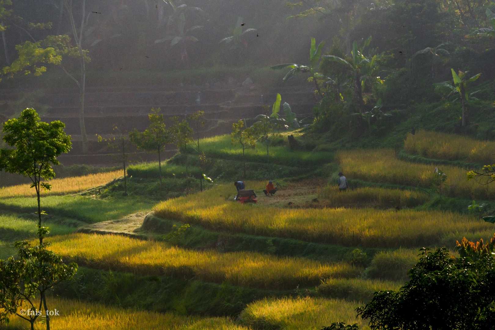 persawahan