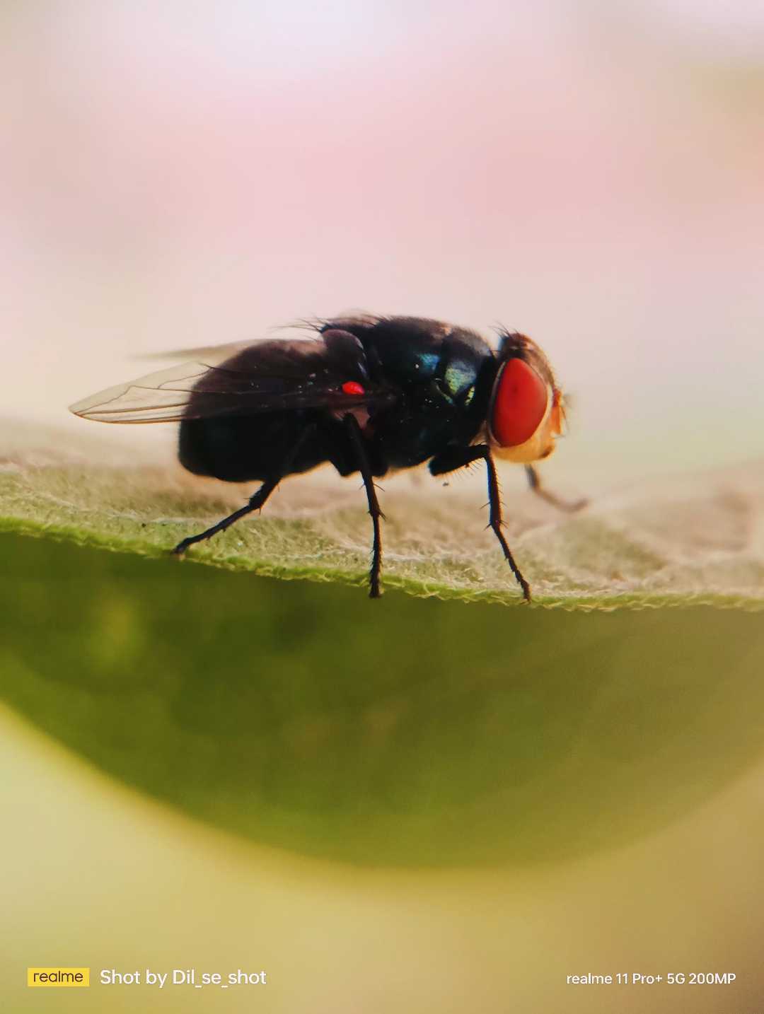 Bee 🐝