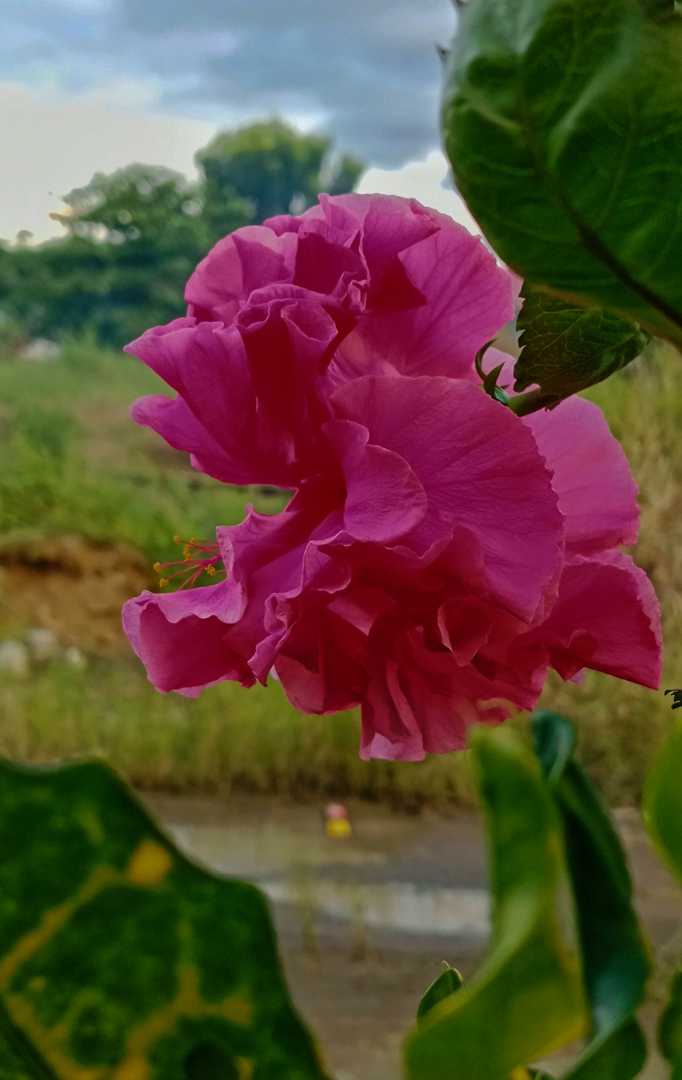 kembang sepatu🌸