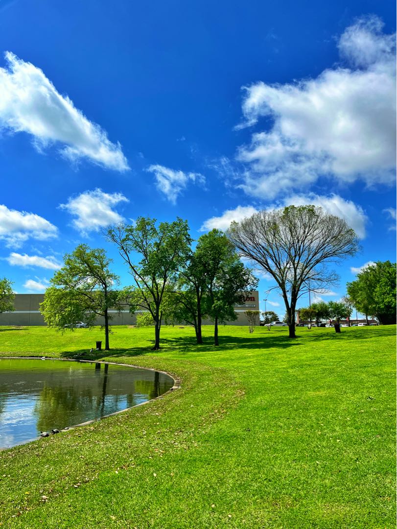 That Duck Park Lake