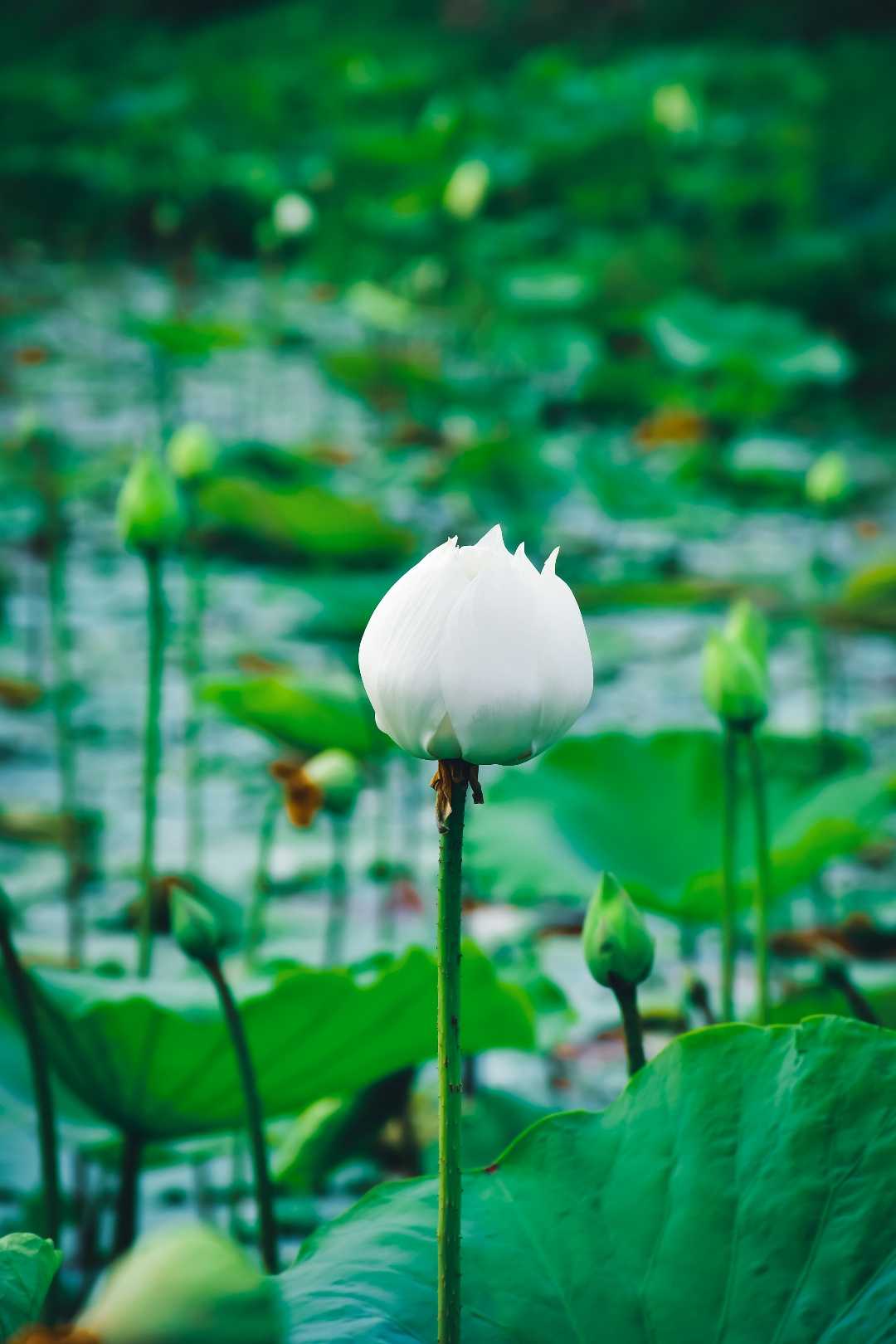 Lotus flower