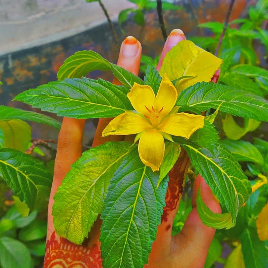 Yellow love💛