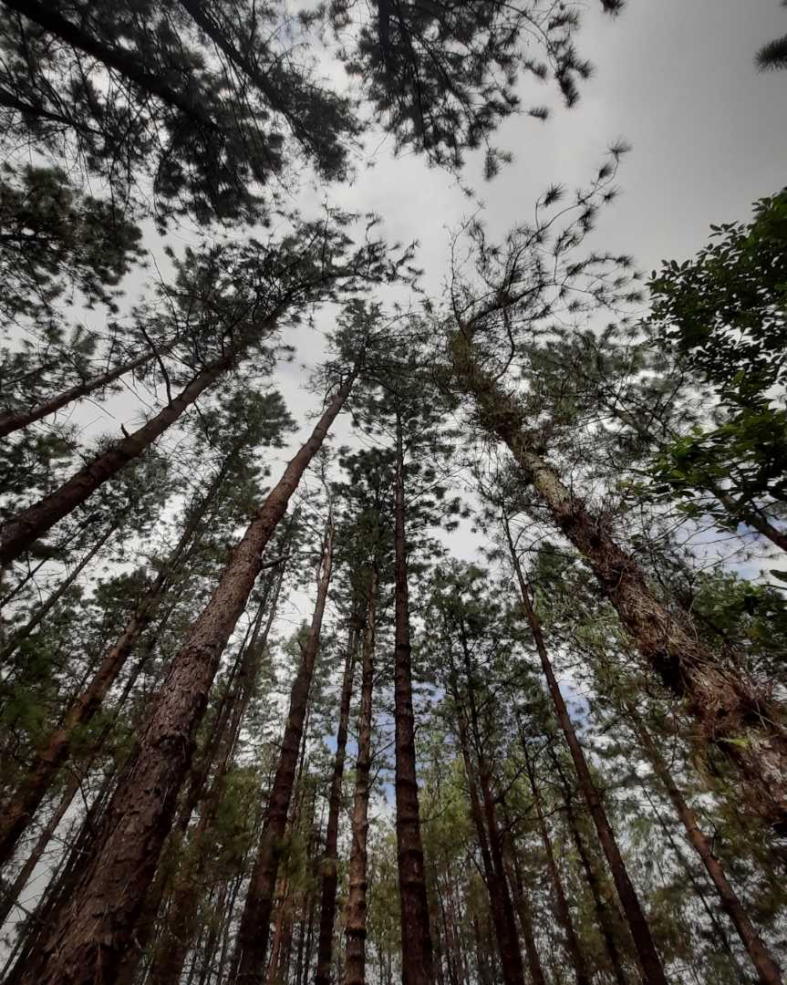Woods