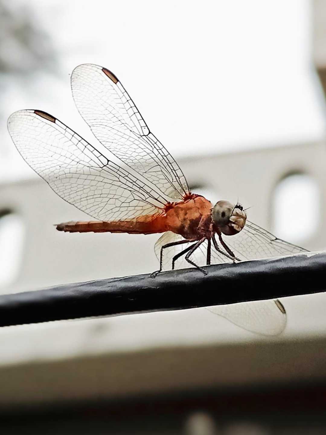 macro 