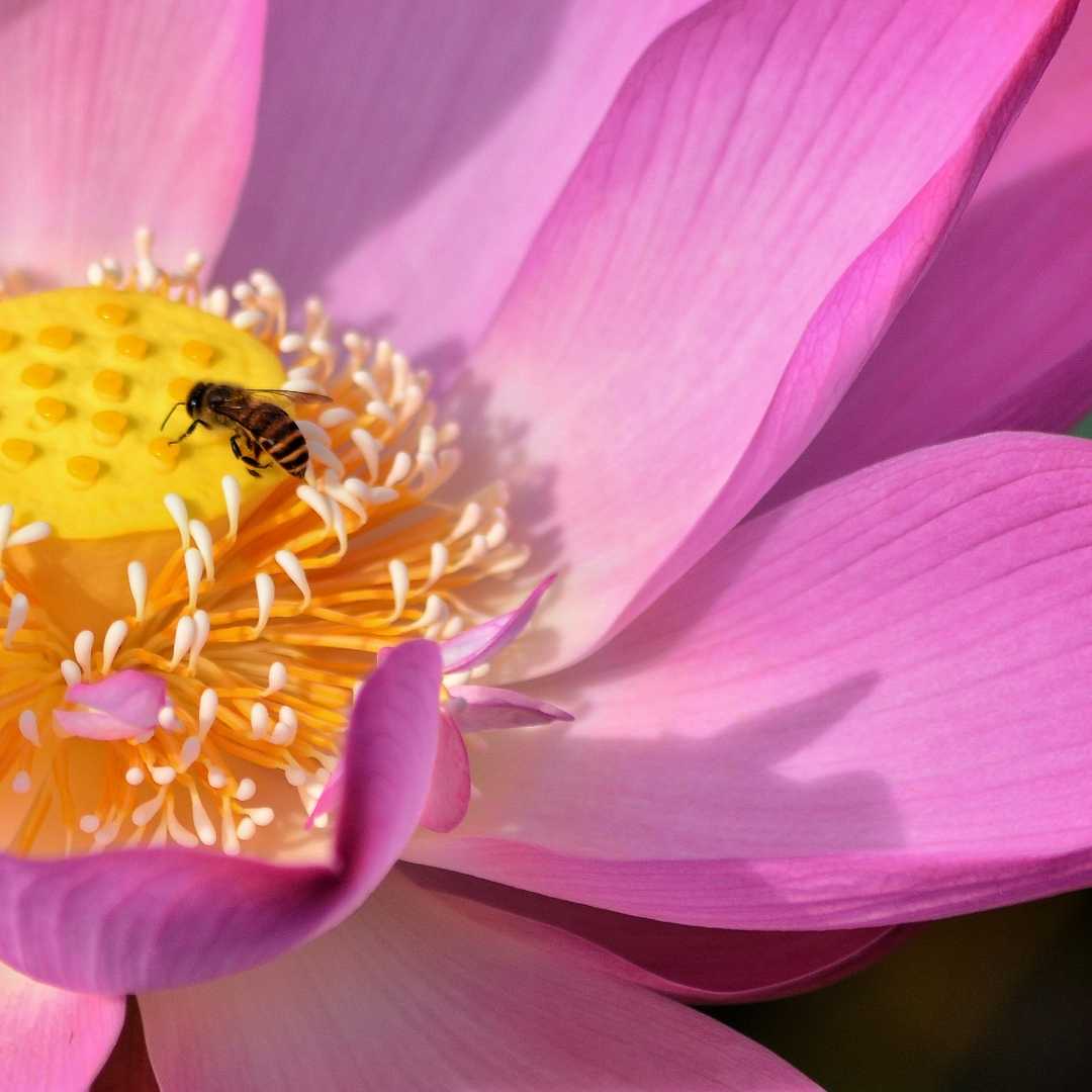 bee
