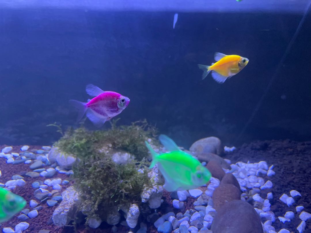 fish