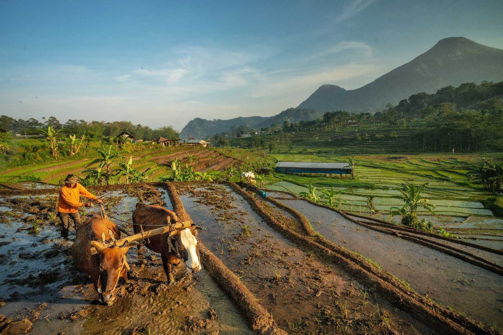 Membajak sawah