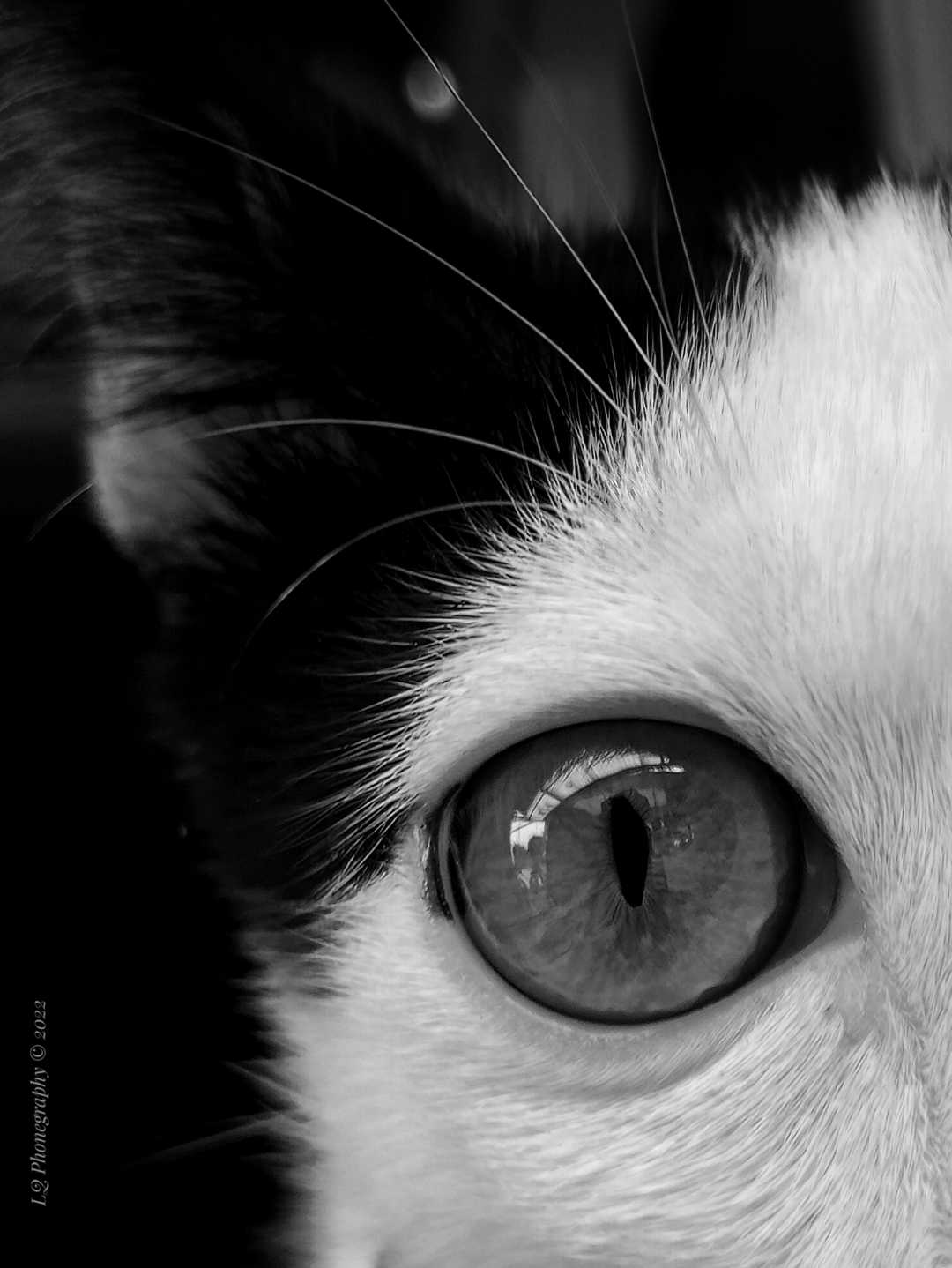 FAKTA UNIK MATA KUCING