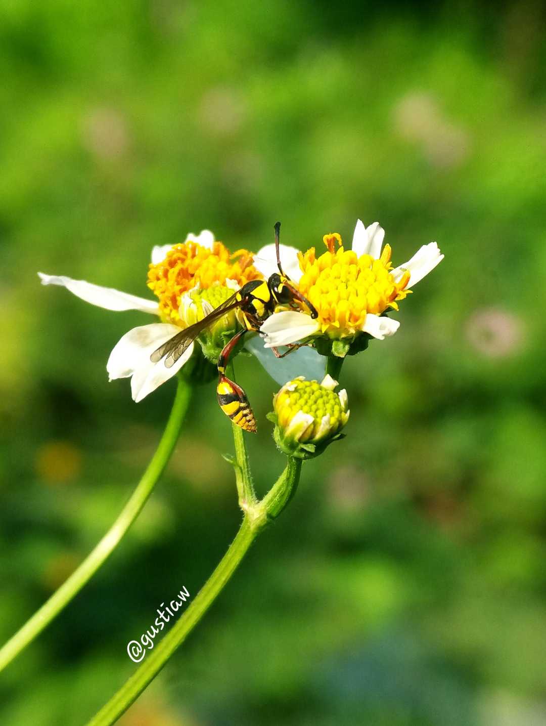 Yellow Jacket