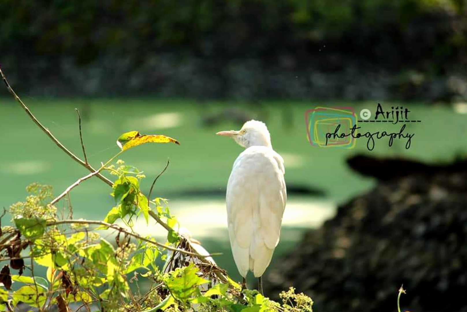 Egret 