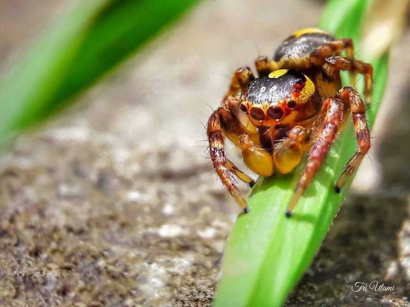 Jumping Spider