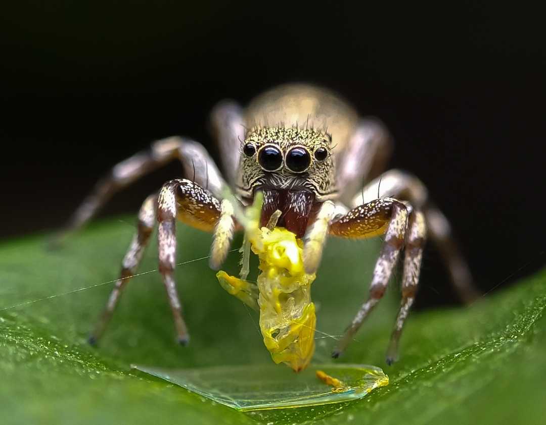 Cosmophasis