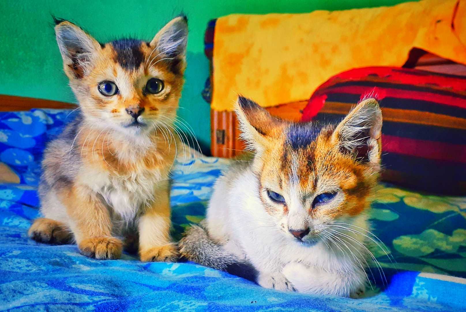 The Cats | 🐈