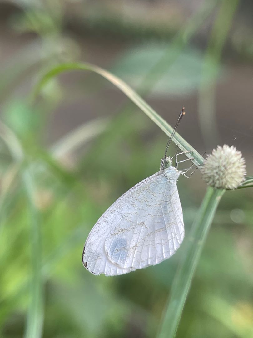 Leptosia nina